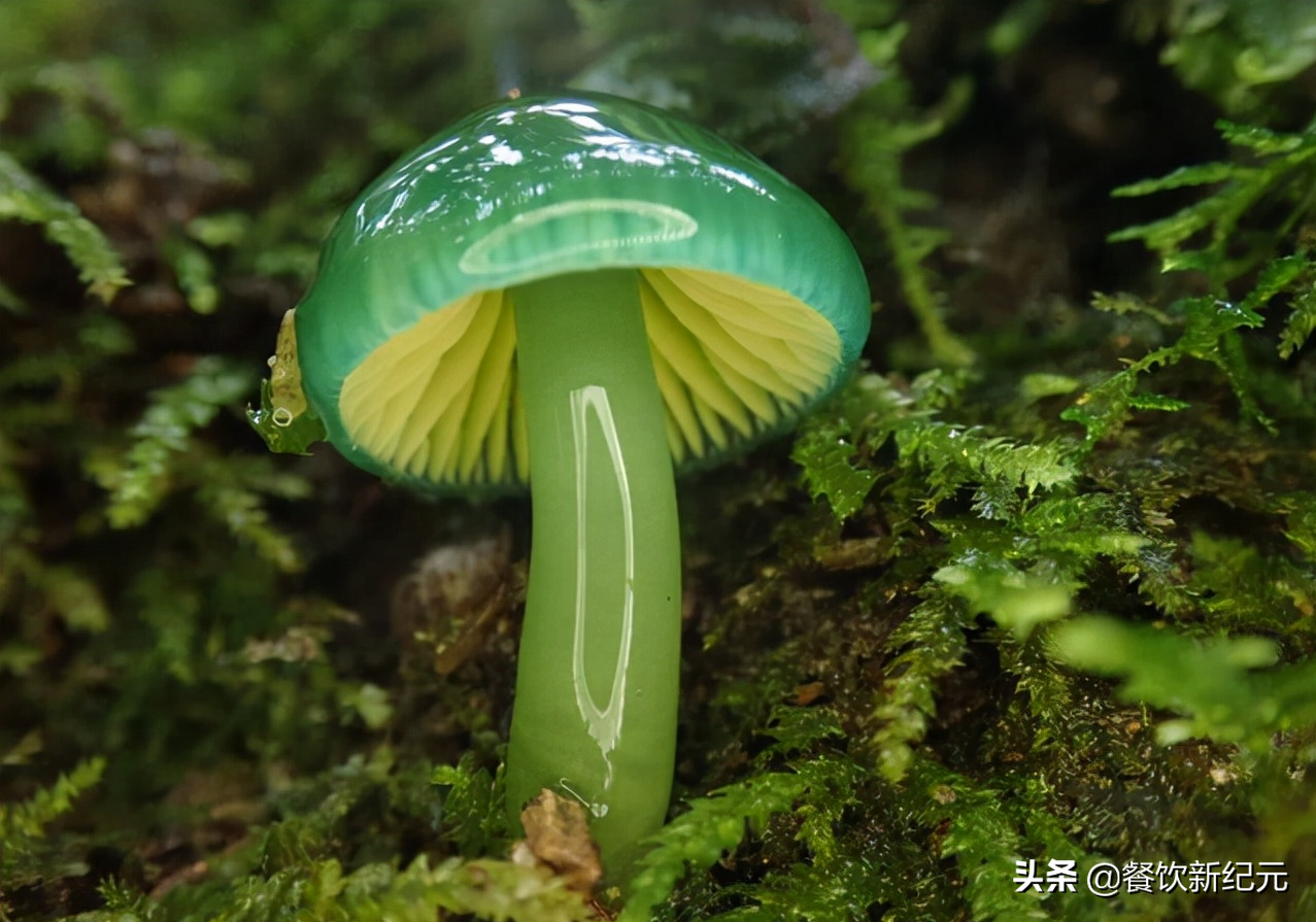 盘点森林里那些奇幻蘑菇,80后见过,90后听过,00后:这是个啥?