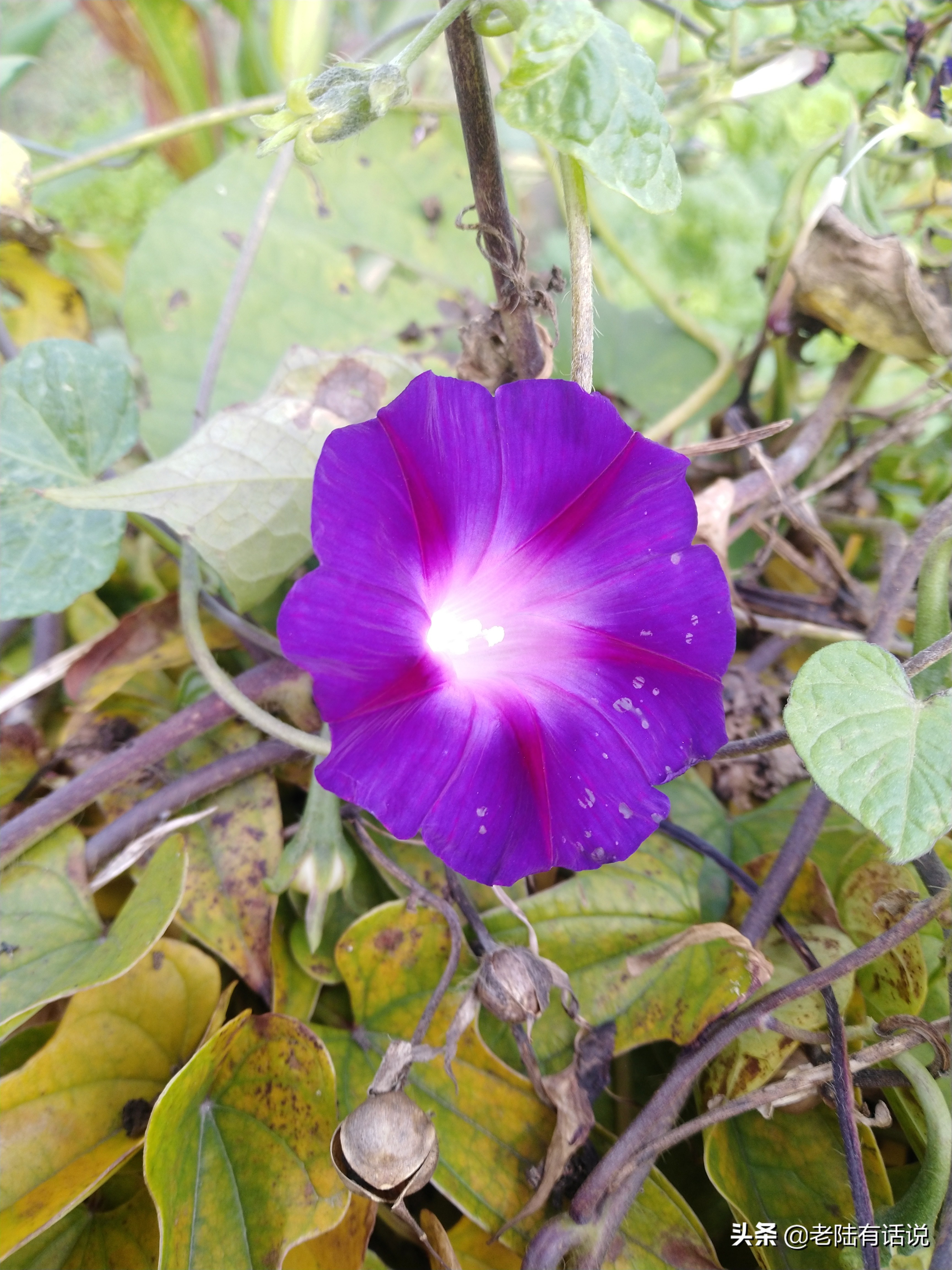 我的城市小菜园，我的田园之梦，金秋收获绿色食品