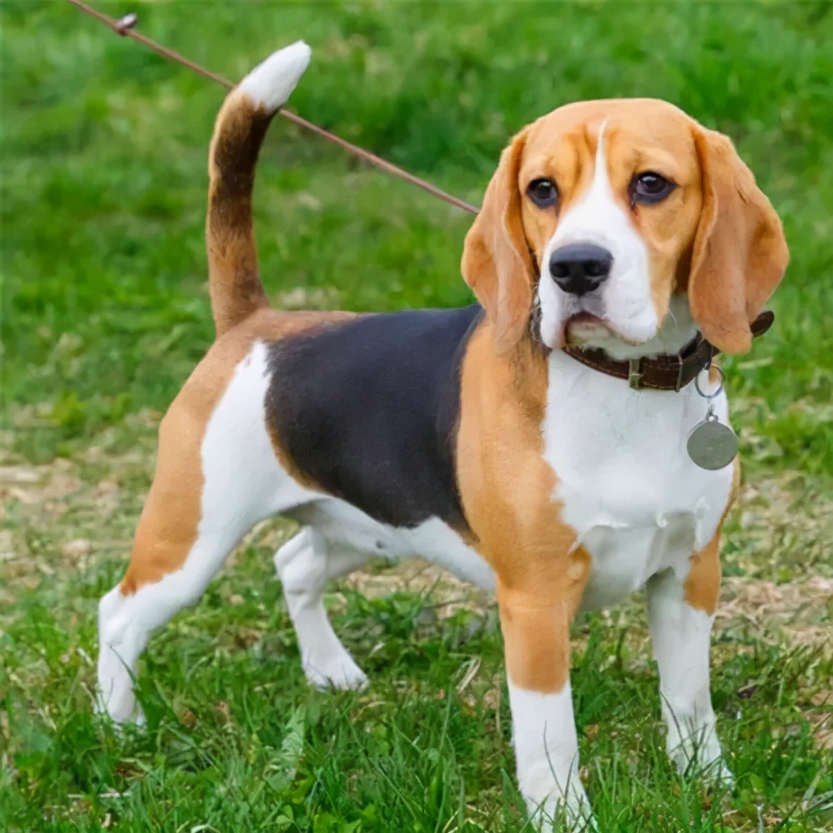 猎兔犬图片(猎兔犬进行改良后竟有如此多品种)