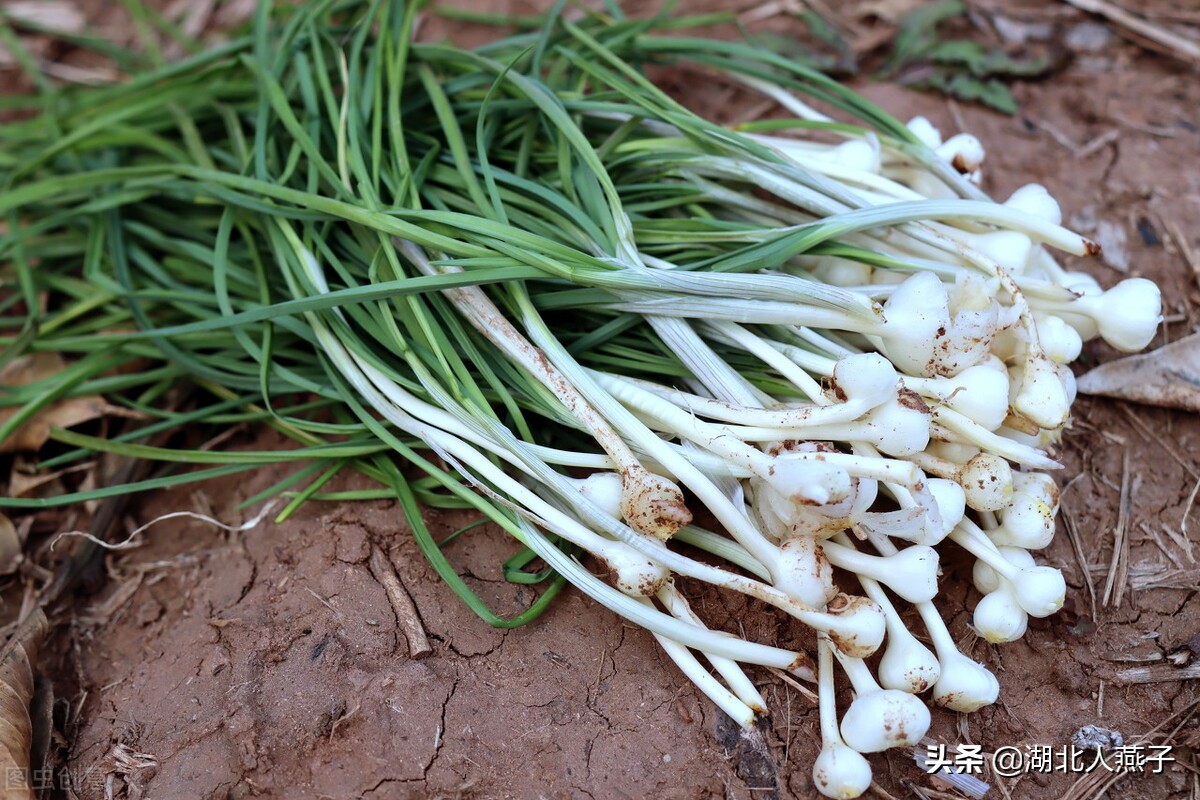 39种野菜图片，教你认识不同的野菜和吃法，你想要的野菜这里都有