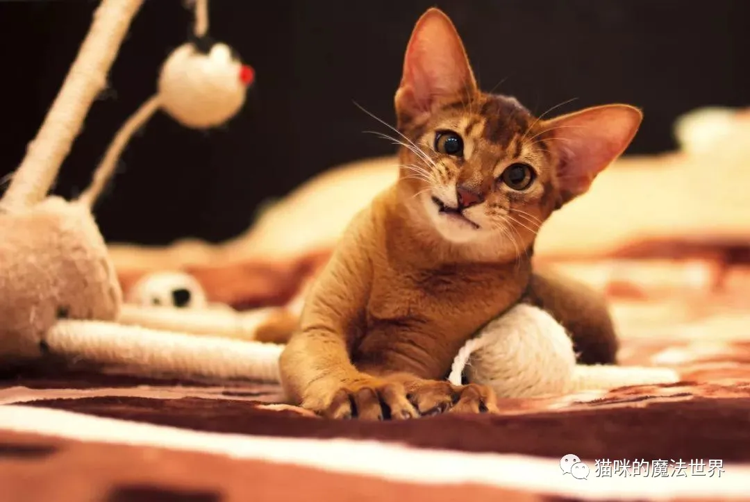 猫咪品种大盘点15:阿比西尼亚猫
