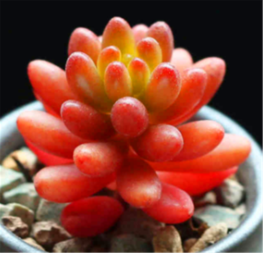 多肉中的6位"玉美人",风姿绰约,晶莹剔透,养出状态太美了