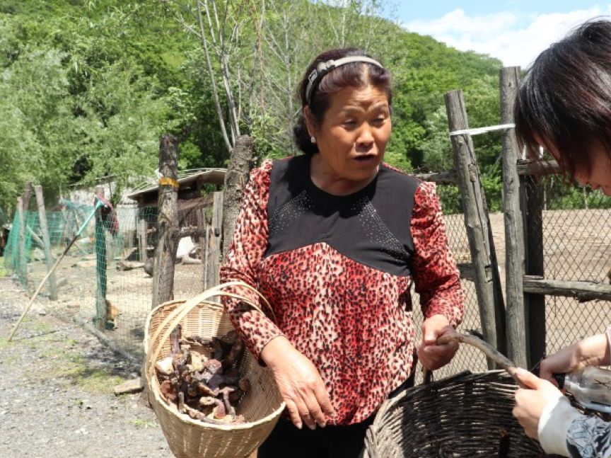 90后吉林农村女孩，初中毕业回大山，躲猛虎采野生灵芝年入百万