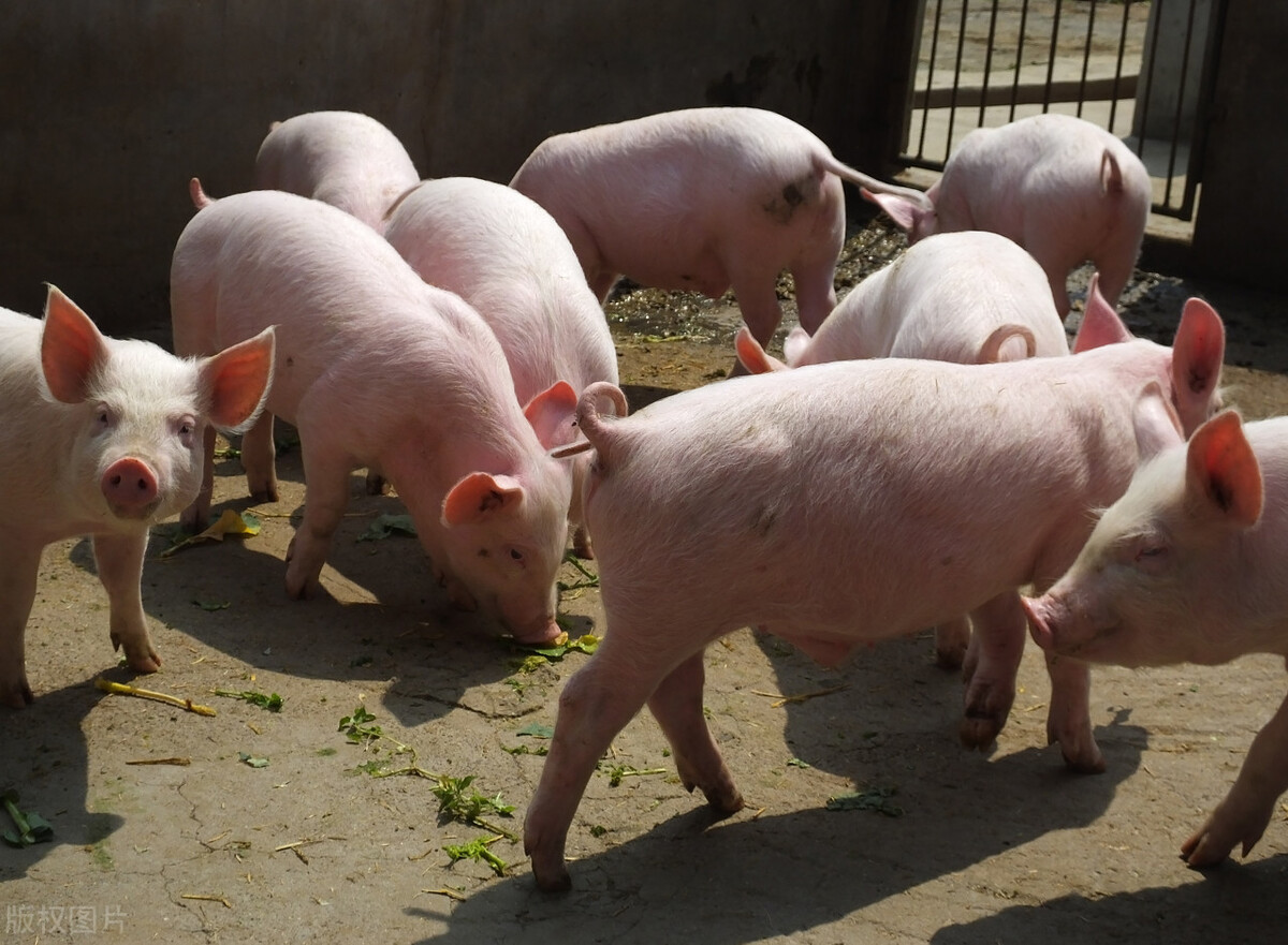 猪价“涨翻天”背后的推手是谁？为何涨6天后又大跌？太不正常了