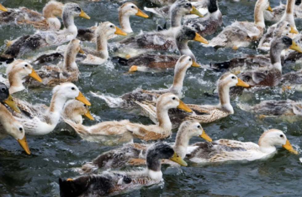 课文美食大赏，哪一个是你的童年pick？