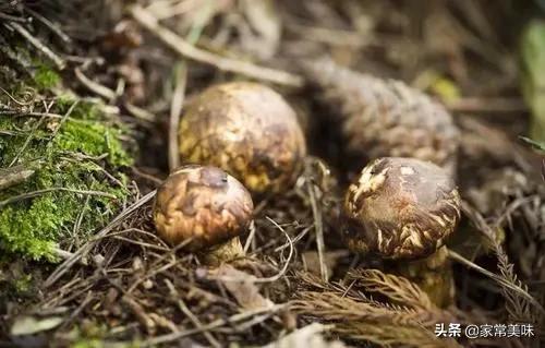 世界上食用野生蘑菇多达5000种，为何松茸和松露仍被吃出“天价”