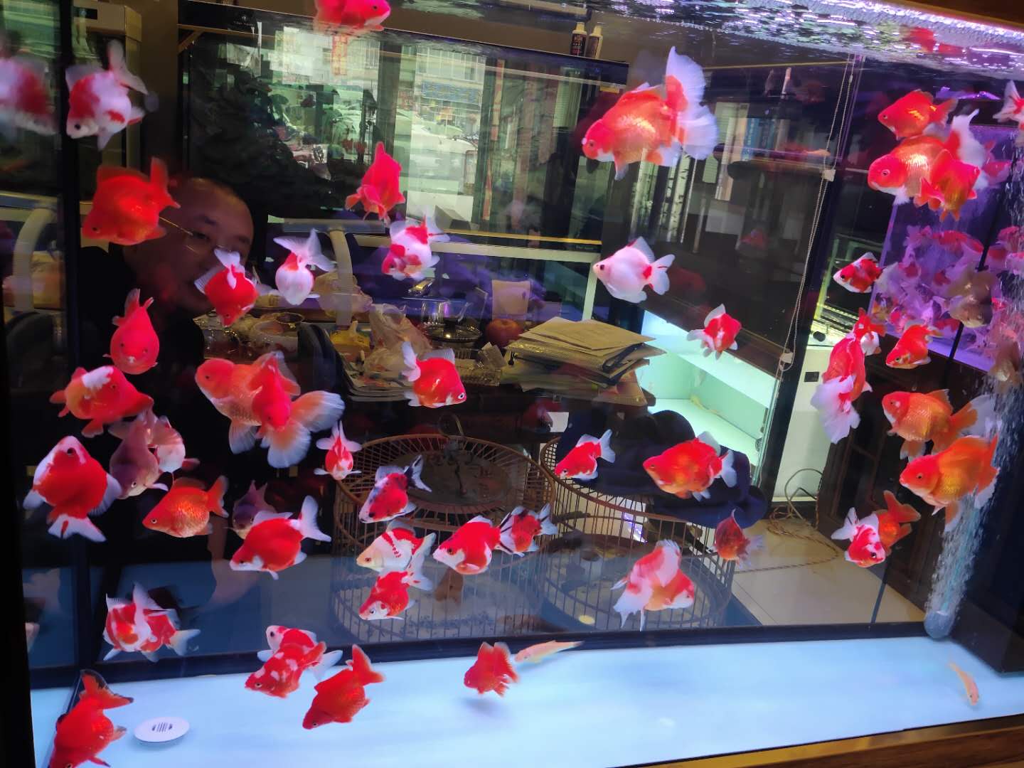 购买了8条最容易饲养的金鱼,鎏金金鱼就不会患病吗?