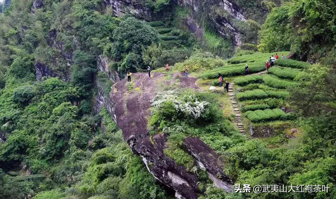 神奇的武夷肉桂茶功效（防癌的武夷肉桂茶你喝过吗）