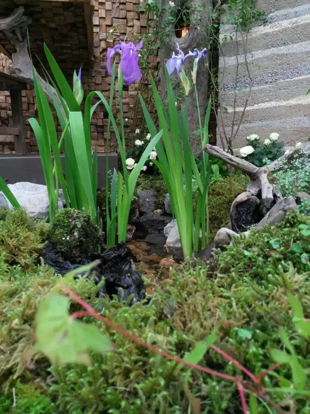 有花，有茶，有院子，有生活