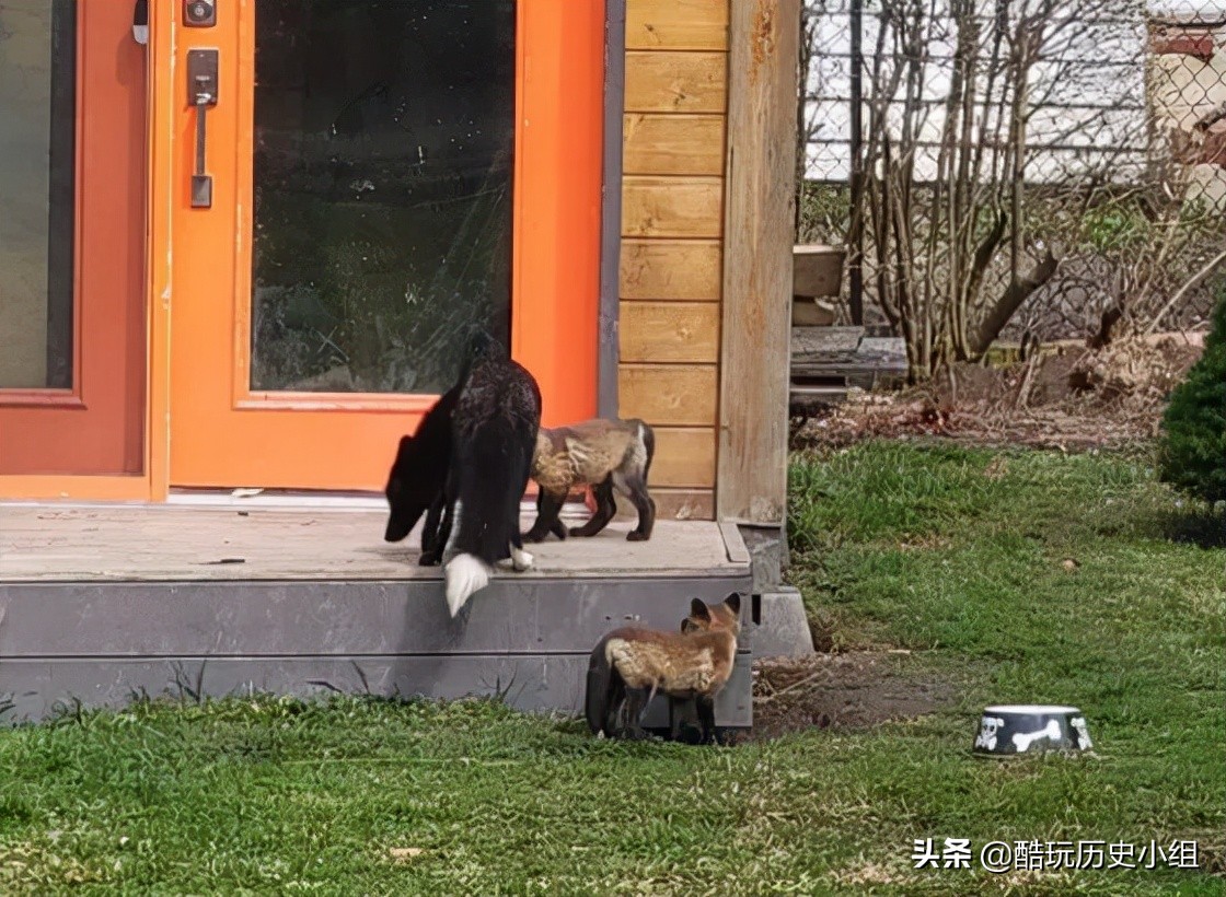 加拿大夫妇自家后院被狐狸一家“入侵”！开始很嫌弃，到后面真香