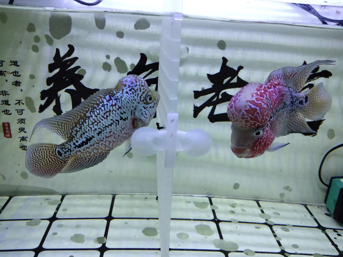 泰金罗汉鱼一般多少钱(购买两条罗汉鱼) - 价格百科