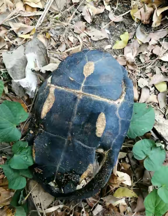 野生山乌龟图片(深山捡到一群) - 赤虎壹号