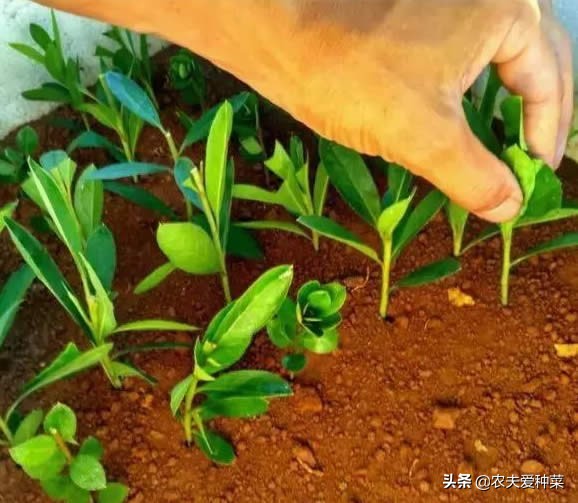 映山红能插活吗（5种花卉7月扦插最好活）