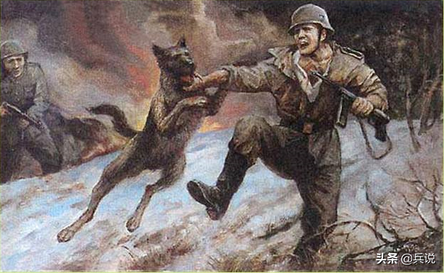 义犬报仇，8年不晚：苏军军犬不忘仇人，咬喉与敌同归于尽