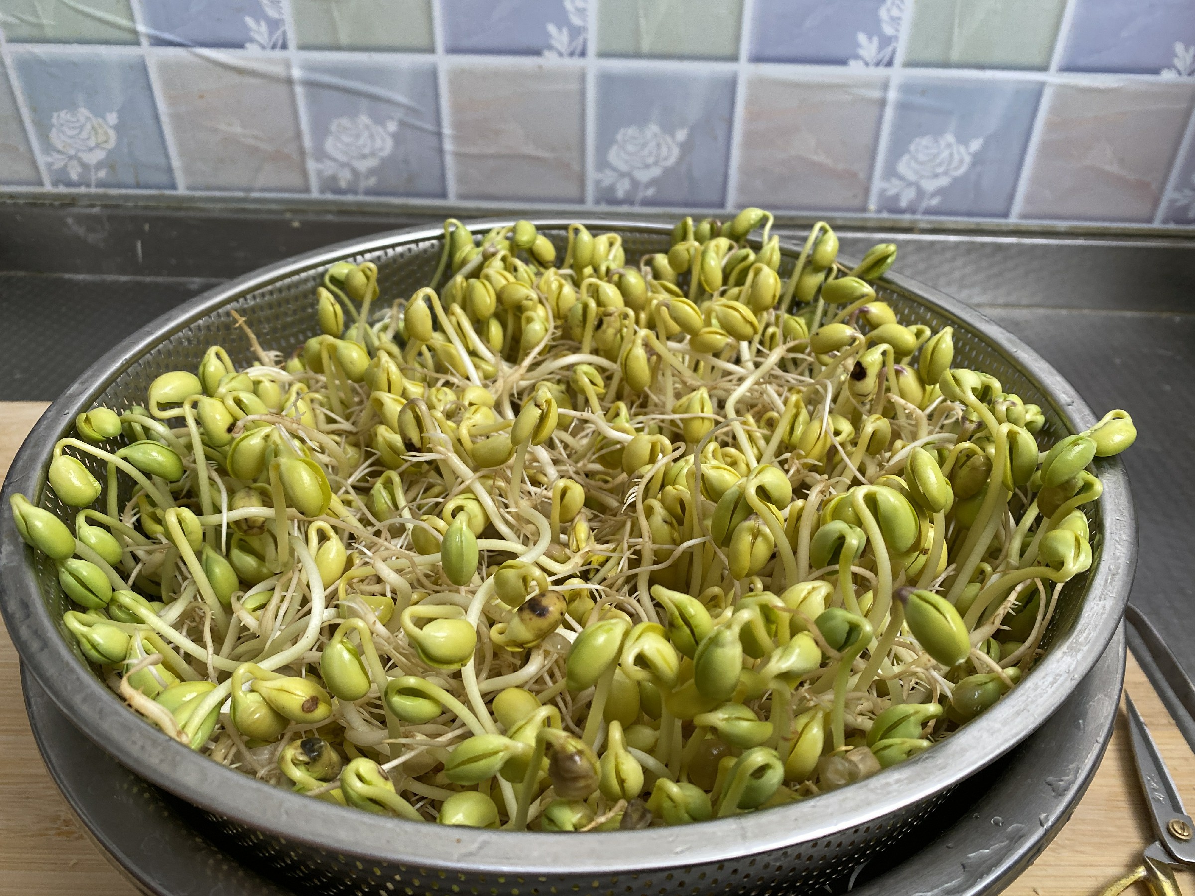 自制豆芽最简单的方法5天就能吃脆嫩的黄豆芽