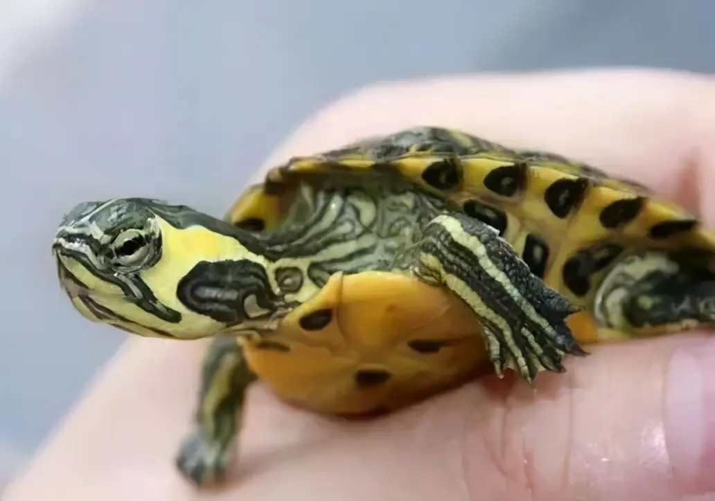 乌龟的种类图片及名称（乌龟的品种图片）