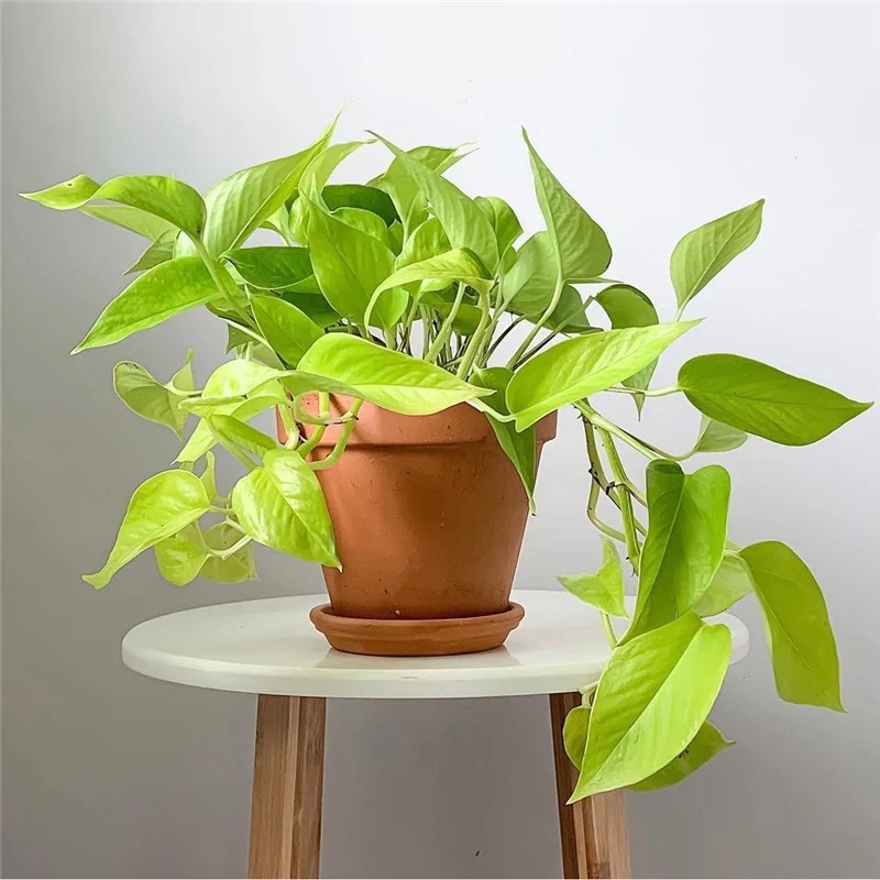 观叶植物图片及名称(100种观叶绿植) - 赤虎壹号