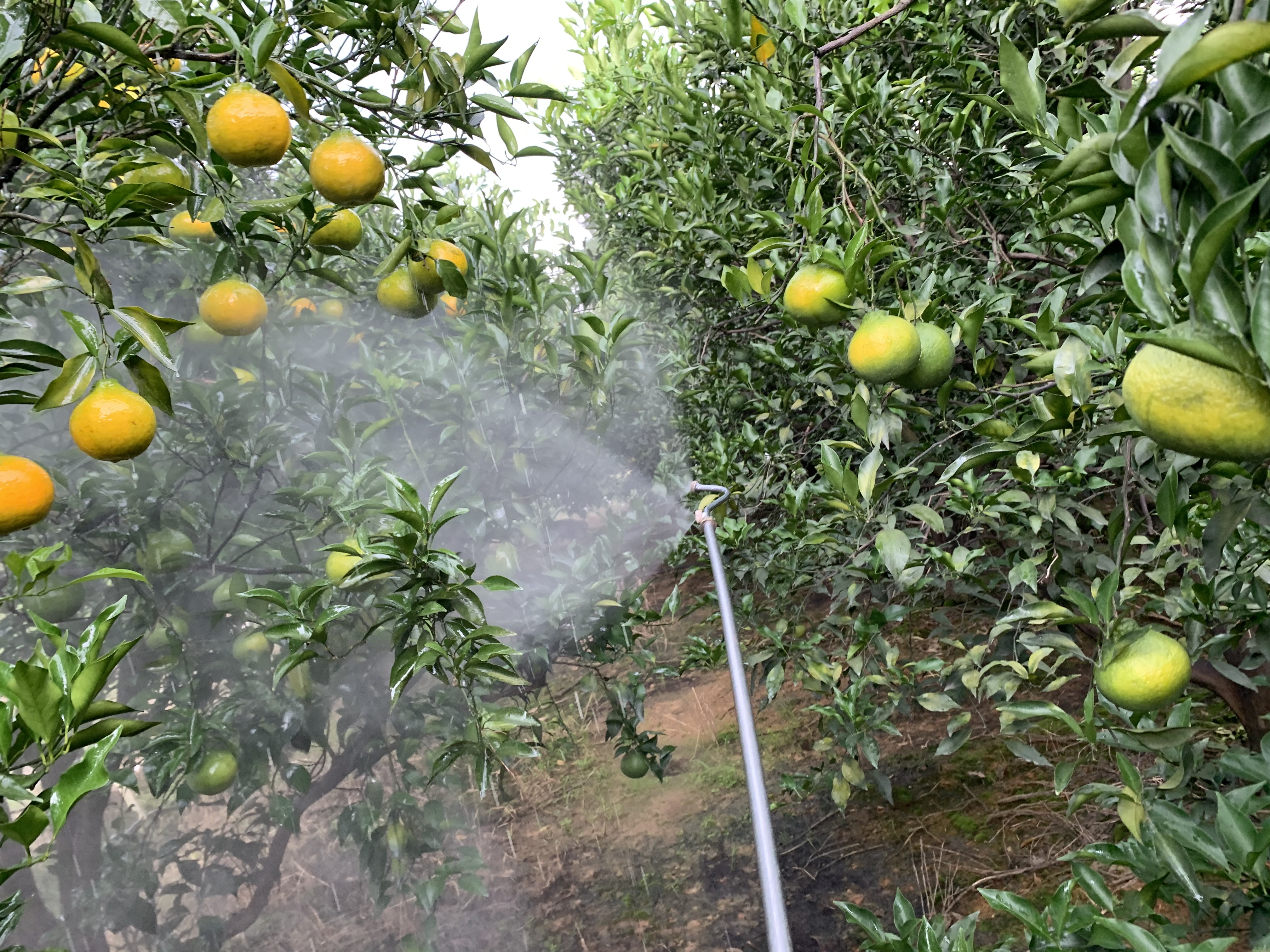 果树杀虫用什么药好（果树防治害虫一个妙招太实用）