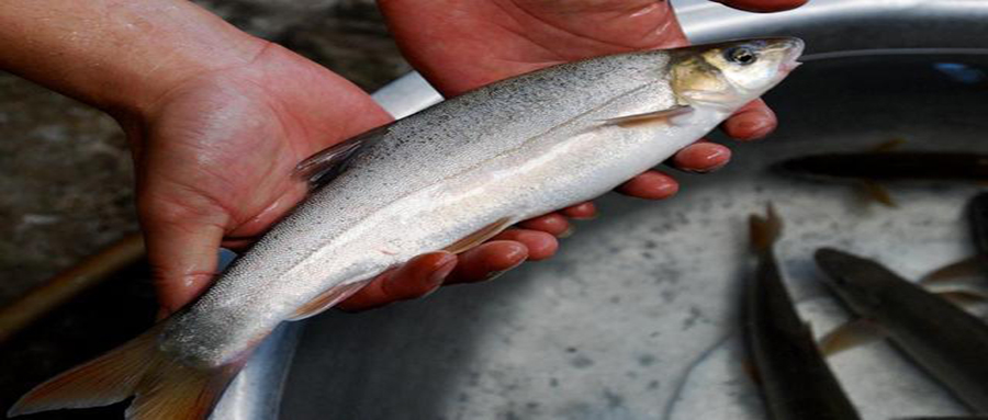 少见却美味的六种淡水鱼,吃过的都说终身难忘,全吃过的堪称大神