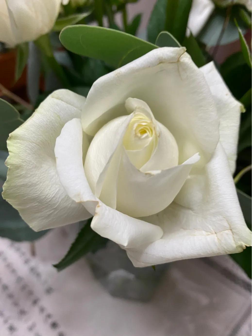 白玫瑰不能随便送人（白玫瑰常常被用于葬礼）-第3张图片