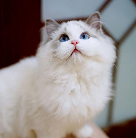 范冰冰家的布偶猫那么贵，为何还是这么多人养？网友：因为值得