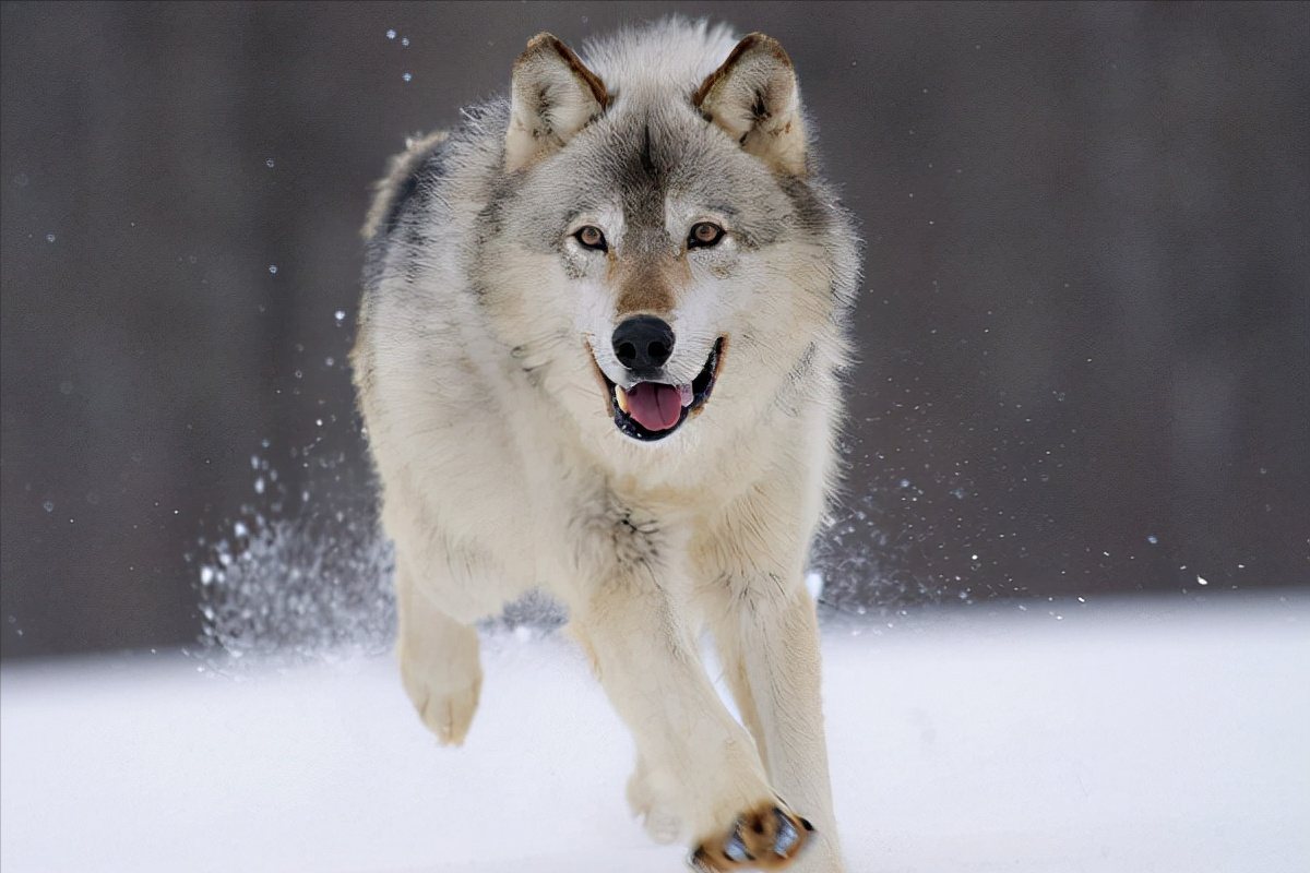 世界上被多国明令禁养的6大凶猛犬种，加纳利犬堪称“杀人犬”
