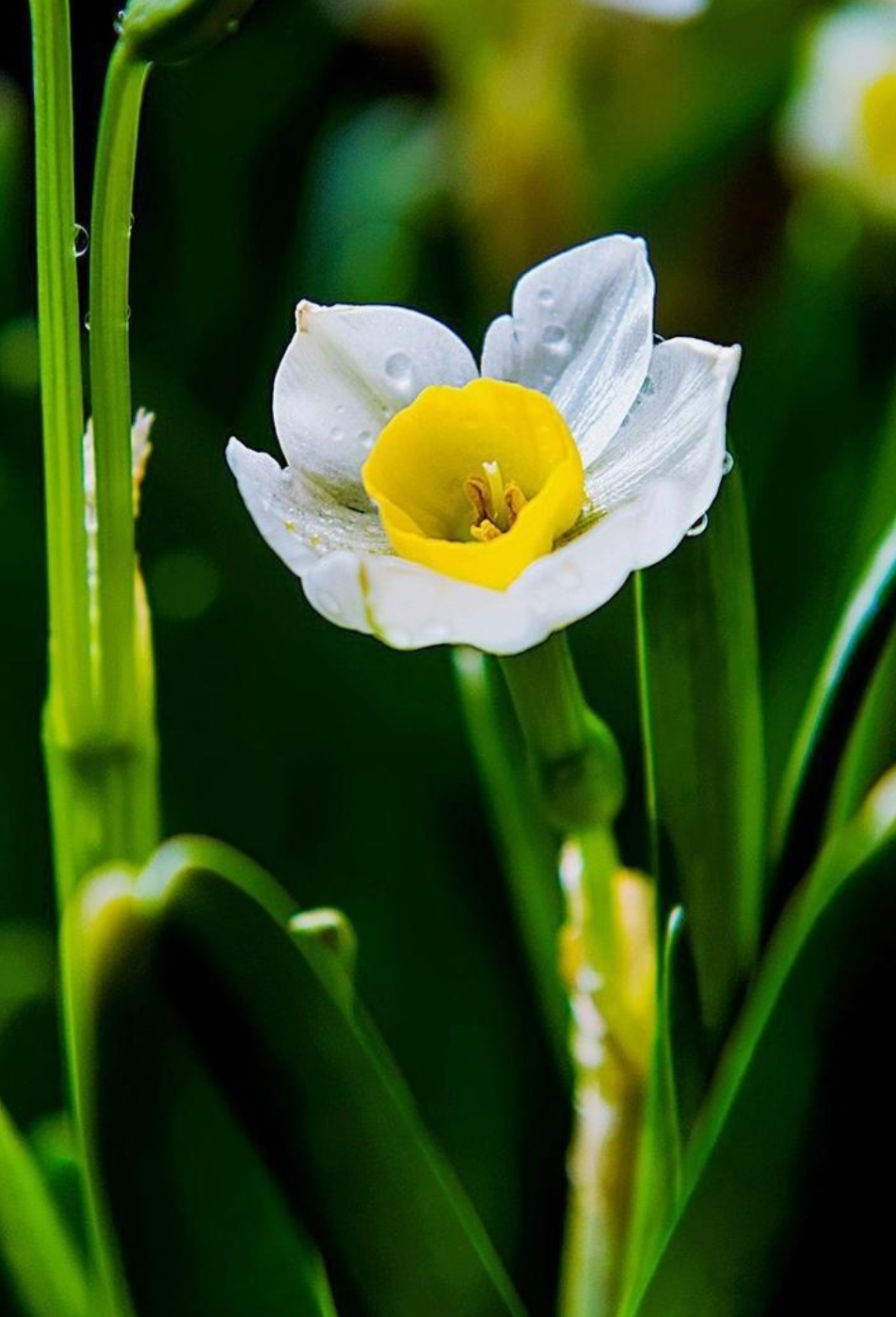 水仙花开迎春来，古诗词里的水仙花，素洁幽雅，超凡脱俗
