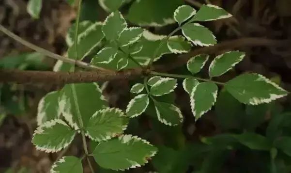 地中海荚蒾简介（做花境设计常用的60种植物介绍）