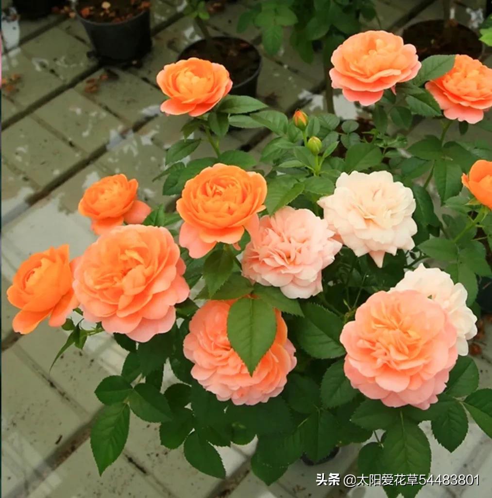 果汁阳台月季优缺点（月季果汁阳台开花香又漂亮）