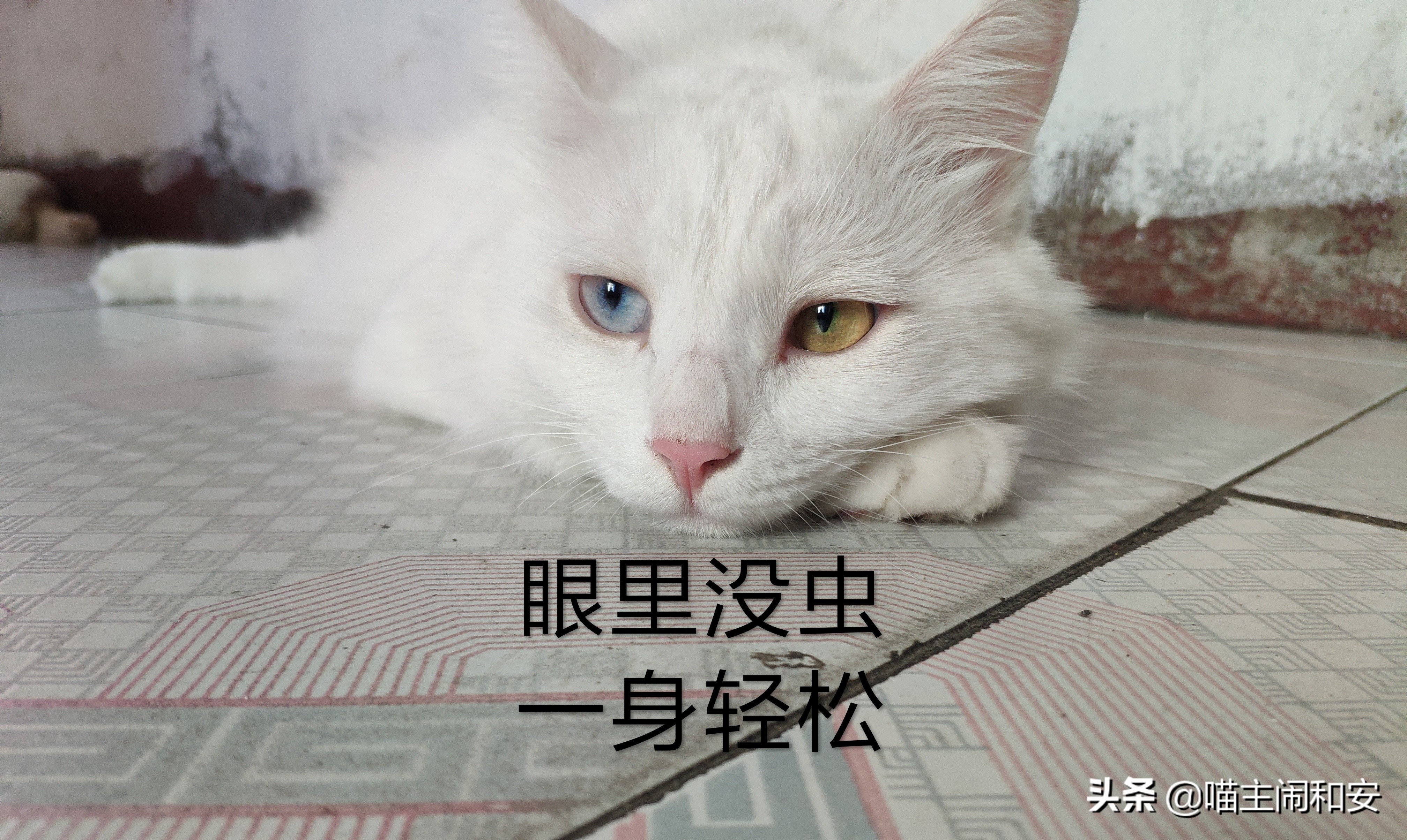 猫眼睛红肿眼屎增多是眼部炎症？及时确诊，有可能是眼线虫惹的祸