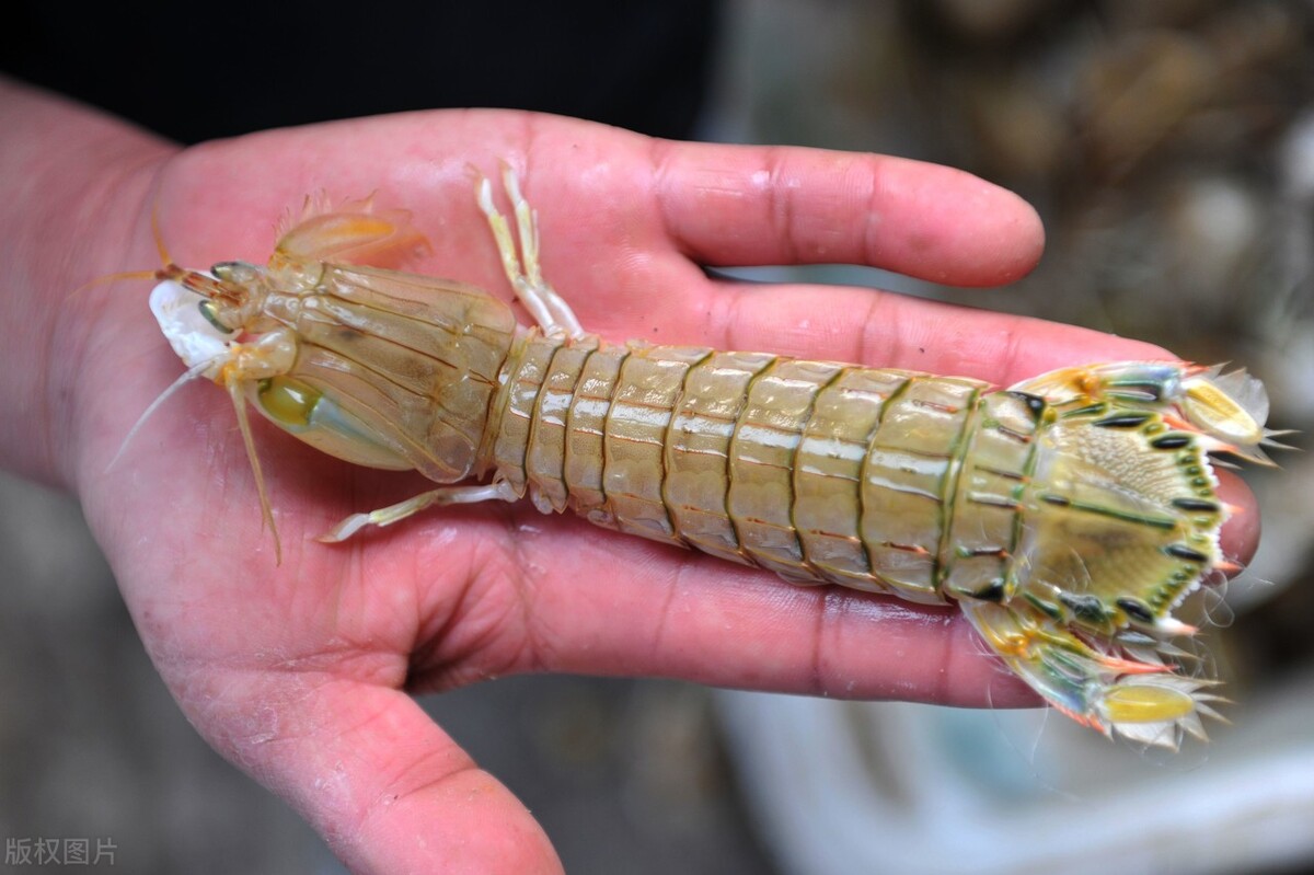 一看虾背,鲜活的皮皮虾背部是弓起的;二看颜色,新鲜的皮皮虾颜色发亮