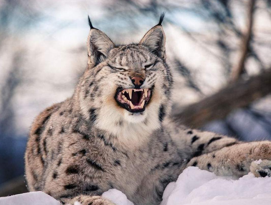 外形软萌可爱的猞猁,为何能让凶狠残暴的狼都"秒变怂"呢?