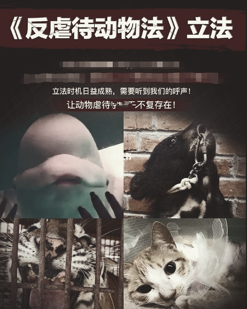 宠物殡葬：愿它们体面离开，但是谁在啃这块最后的“尸体蛋糕”？