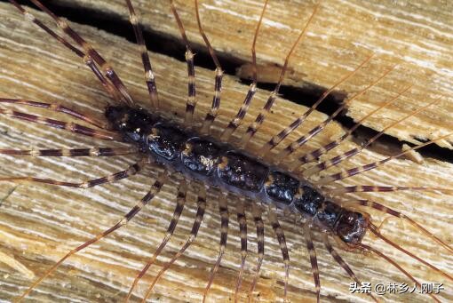 蚰蜒为什么不能踩死蚰蜒最怕这四种气味