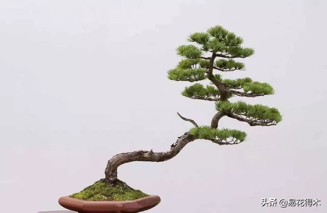 造型黑松价格盆景鉴赏