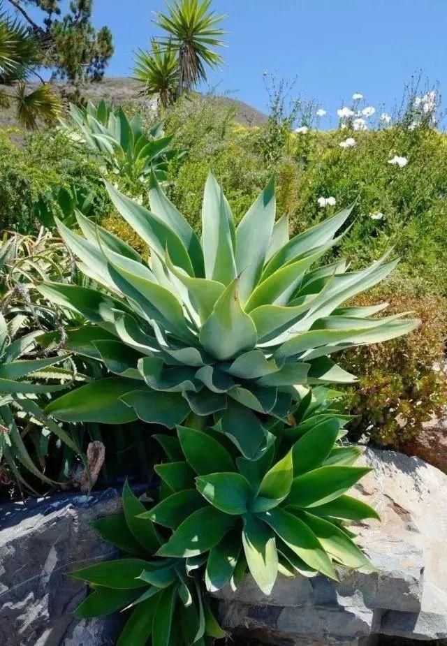 多肉植物万年青(多肉植物万年青在家养好吗) - 上海苗木信息网