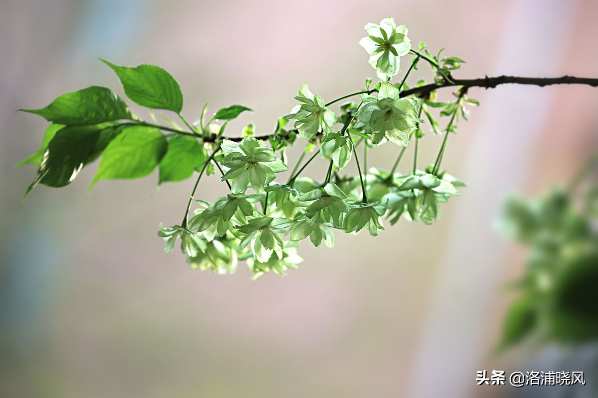 日本樱花文化（内涵揭秘日本樱花文化背后的冷知识）