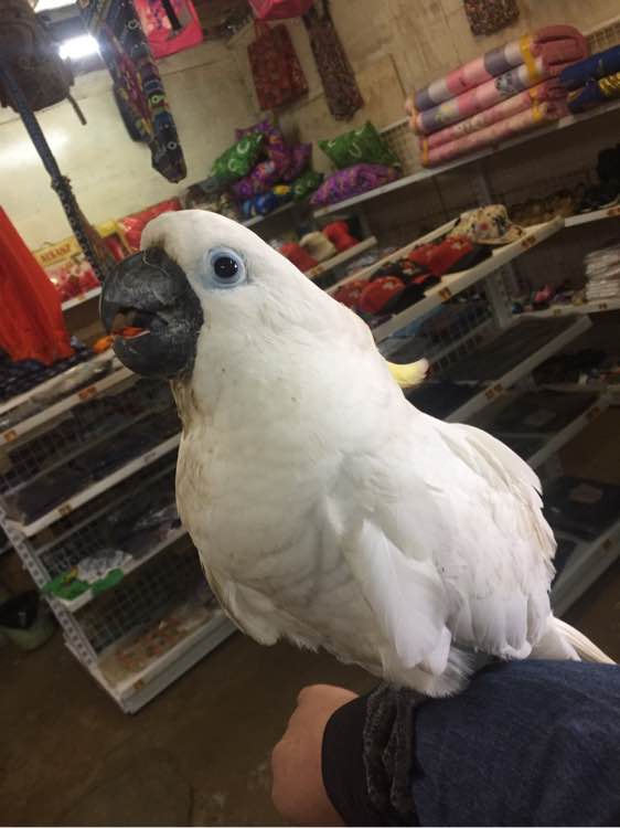 超市老板花50块钱买一只鸟 卖家说是葵花鹦鹉 网友 真赚大发了葵花鹦鹉原产地蓝眼大葵花巴丹鹦鹉 天天看点