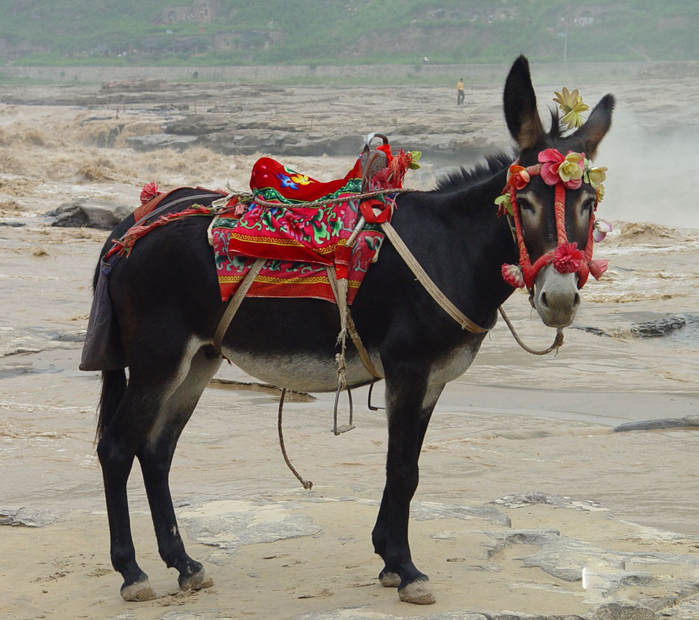 民间故事:木匠救了一头驴,驴给木匠驮来一袋米,他拿起鞭子就抽