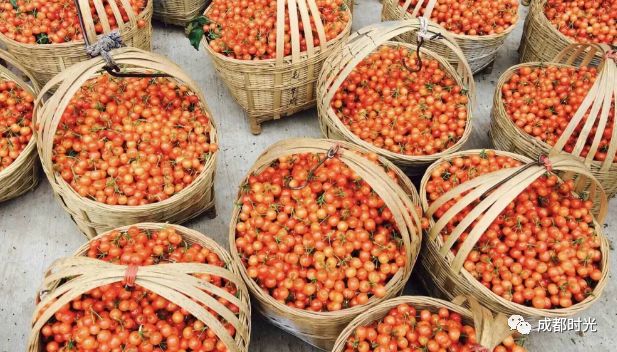 成都周边采樱桃的地方大集合!