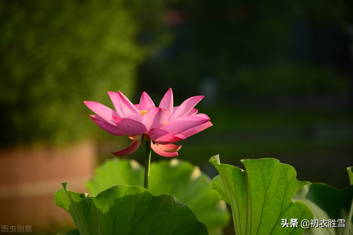 ​红荷花诗词名句10首：芙蓉葩红鲜，莲心彻底红