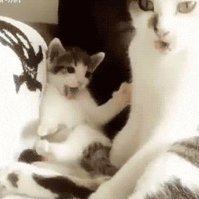 铲屎官必读：猫癣的家庭诊断与用药指南