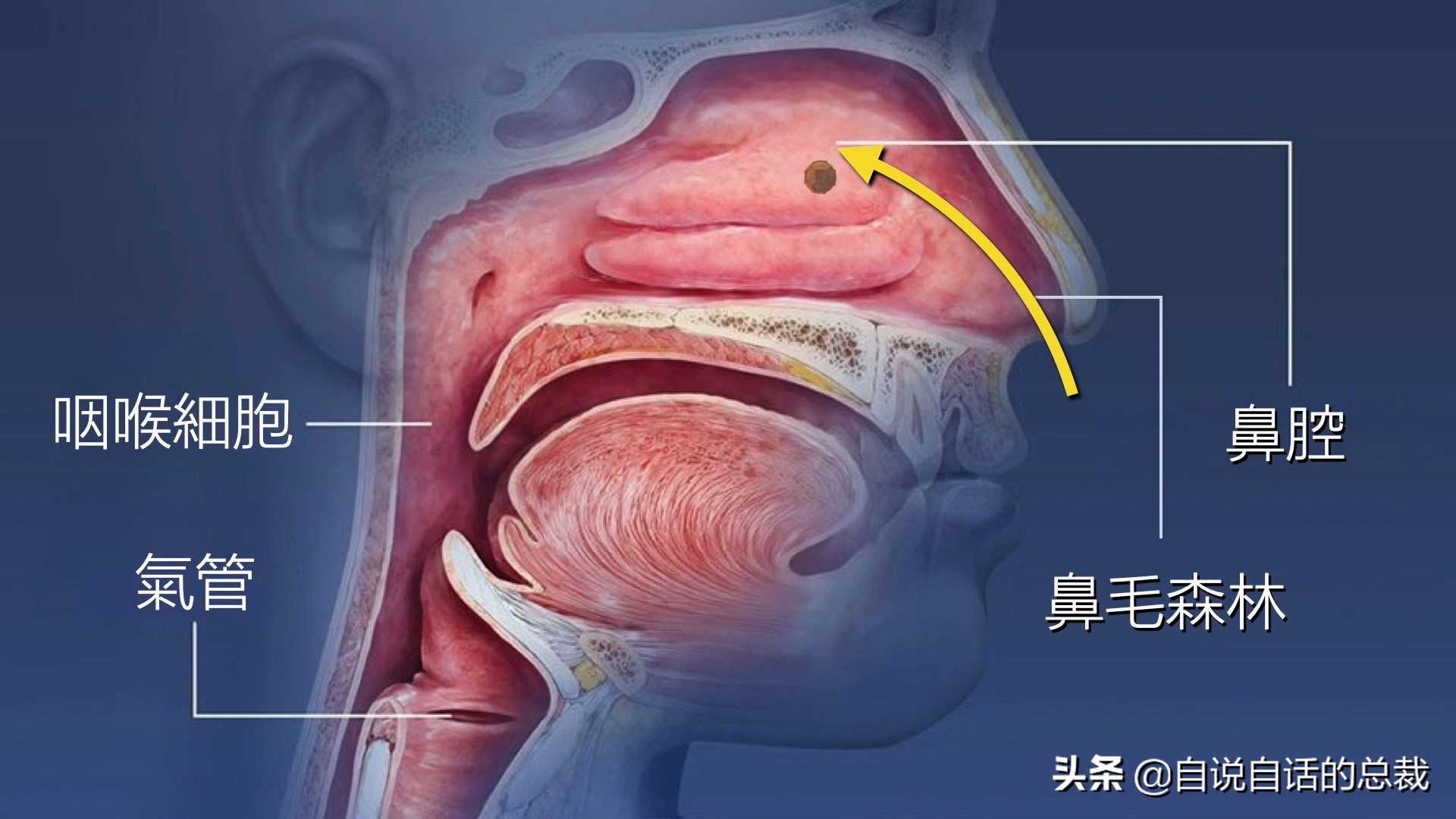 当你爆发过敏性鼻炎时，这就是你体内发生的故事