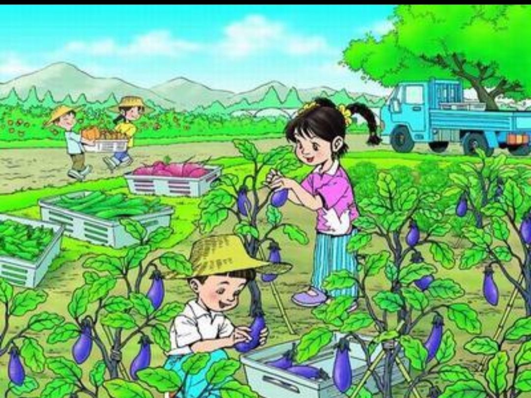 童年记忆之十五——充满童趣的菜园子