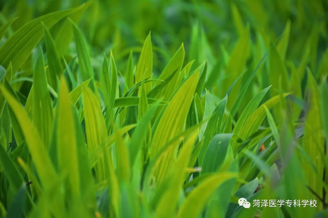 菏泽医学专科学校牡丹，又是姹紫嫣红开遍