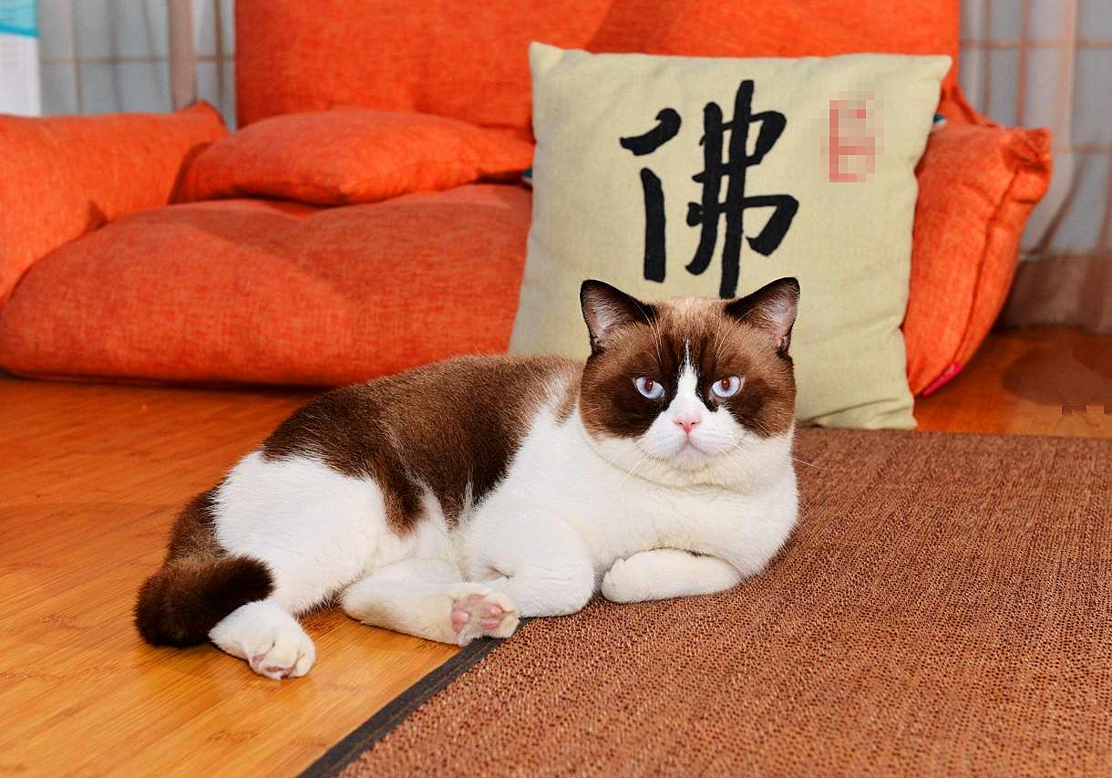 猫咪打呼并非睡眠质量高，还有感染疾病的可能，主人应提高警惕