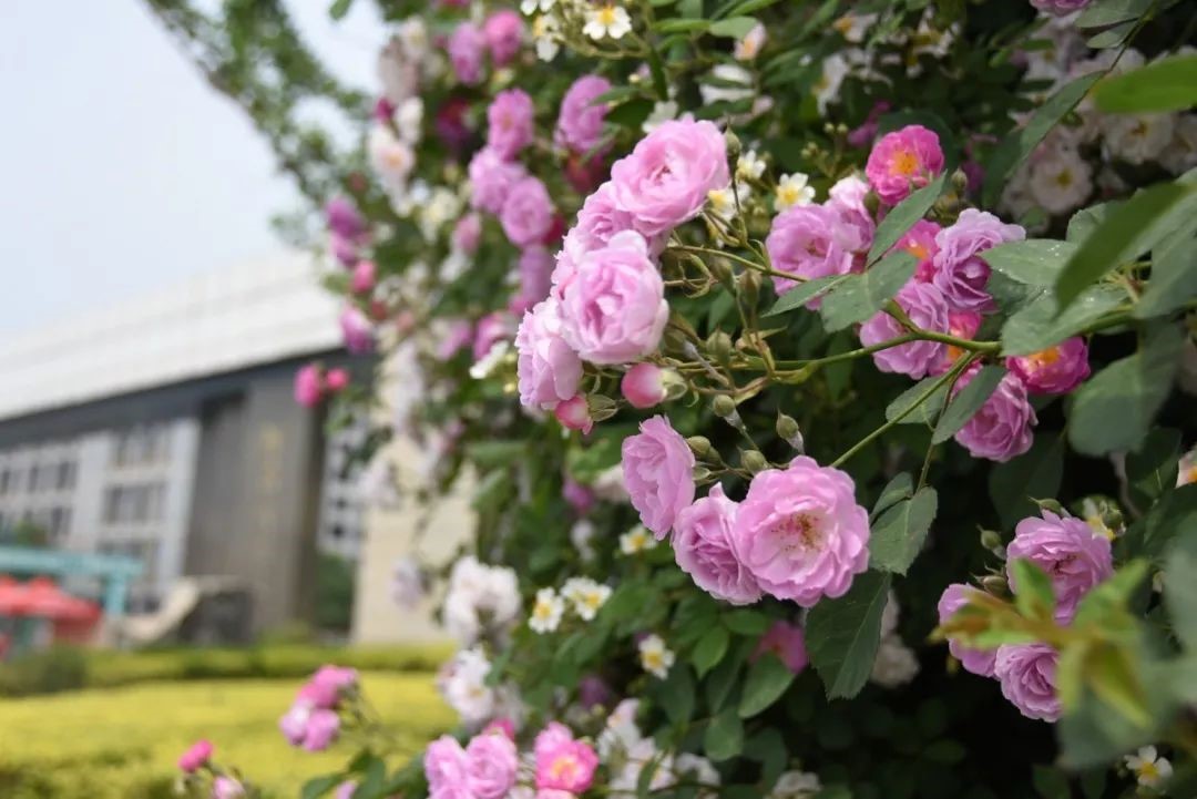 颜值实力俱佳！河南这所百年名校，处处洋溢着青春的气息！