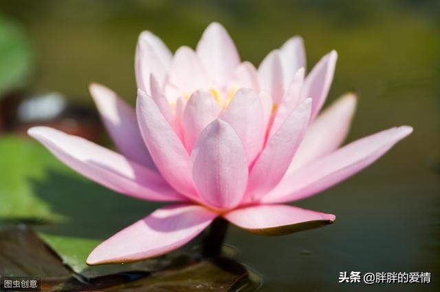 花开花落缘起缘灭，笑看花开是一种好心情，静赏花落是一种好境界