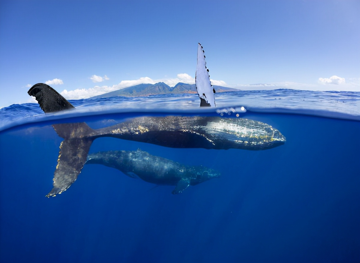 2019年,一头座头鲸出现在亚马逊雨林中,生物学家百思不得其解