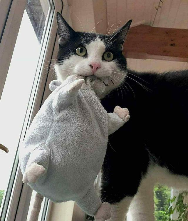 奶牛猫的性格特点（牛奶猫的六个性格特点）